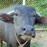 鼻の頭に汗をかく人は気が弱い Young water buffalo