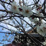 20170308_六弁花