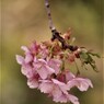 川津桜・・・