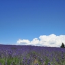 Lavenders hill