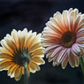 gerbera