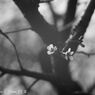 Retina-Xenon C 50mm F2.0