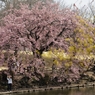 花に覆われ花を愛で