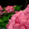 10紫陽花Ⅴ