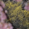 山茱萸