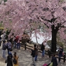 桜日和
