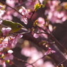 春を探して　河津桜