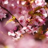 春を探して　河津桜　Ⅱ