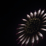 夜のひまわり