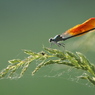 wings glows under sunshine