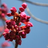 早咲き桜2