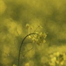 花の気持ち