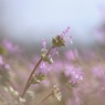 芽生え