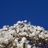 花と空