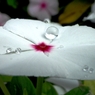 梅雨 水晶
