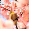 河津桜に囲まれて