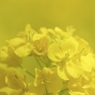 Spring Yellow