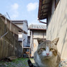 ほへほへぇぇ