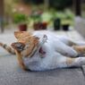 トラちゃんの大あくび