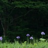 里山の花菖蒲