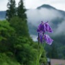 田舎の花菖蒲