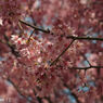 Jupiter8 50mm F2
