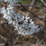 Jupiter8 50mm F2