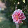 Jupiter8 50mm F2