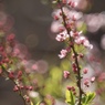期待華やか