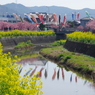免々田川桜まつり