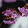 寒桜・１