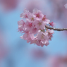 寒桜・２