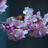 寒桜・４