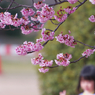 寒桜・５