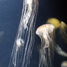 アカクラゲ
