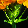 Ornithogalum