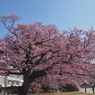 寒桜・６