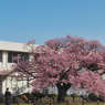 寒桜・７