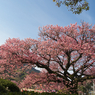 寒桜・８