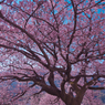 寒桜・９