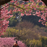 寒桜・１０
