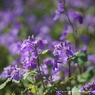 DSC00944