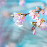 河津桜