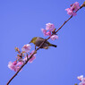 河津桜とメジロ君