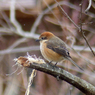 里山の冬鳥たち