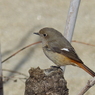 里山の冬鳥たち