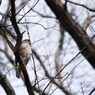 野鳥を探して　つみ　？