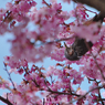 寒桜・１１