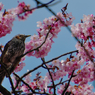 寒桜・１２