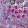 寒桜・１３